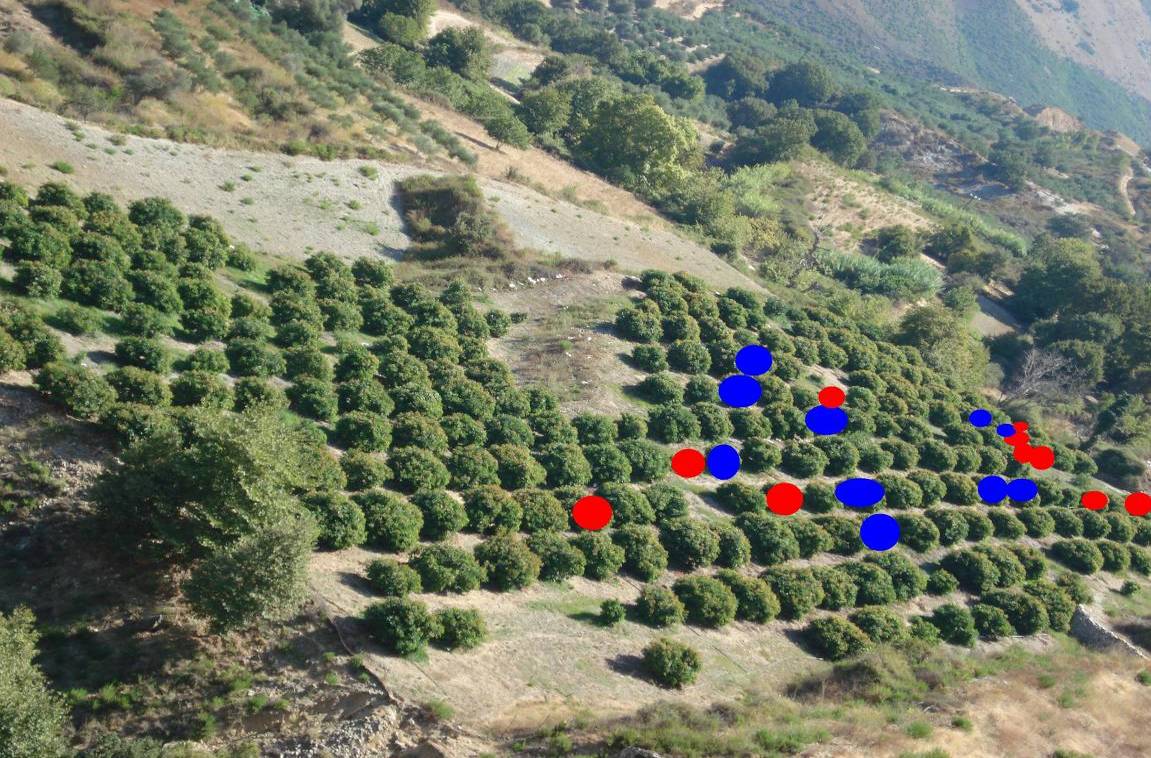 Γ. ΥΛΙΚΑ ΚΑΙ ΜΕΘΟΔΟΙ 1. ΦΥΤΙΚΟ ΥΛΙΚΟ Το πείραμα πραγματοποιήθηκε σε μία φυτεία Αβοκάντο που βρίσκεται στο χωριό Πρασσές, που απέχει 20 χλμ. από την πόλη του Ρεθύμνου και έχει υψόμετρο 350 μέτρων.