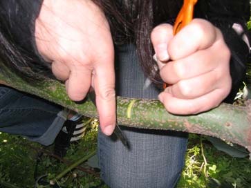βλαστό, με βάθος τομής 1,5-2 mm, όσο το πάχος του φλοιού, ώστε να αποφευχθεί ο τραυματισμός του καμβίου.