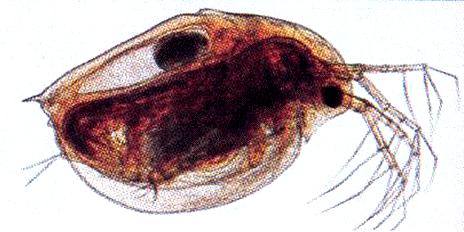 Τοξικότητα Ψάρια (Rainbow trout, Oncorhynchus mykiss, Lepomis macrochirus) Οξεία τοξικότητα, Χρόνια τοξικότητα σε ιχθύδια, στο αρχικό στάδιο