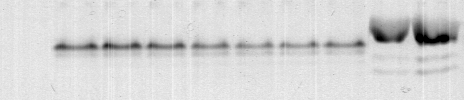 A Ερυθρομυκίνη (μm) GFP Bg 0 0.1 0.5 1 2 5 10 0.5μg 3,5 100 SDS πηκτή GFP(μg) Bg 0 0.1 0.5 1 2 5 10 0.5 1.0 GFP (μg/μl) 3,0 2,5 2,0 1,5 1,0 0,5 IC 50 =0.