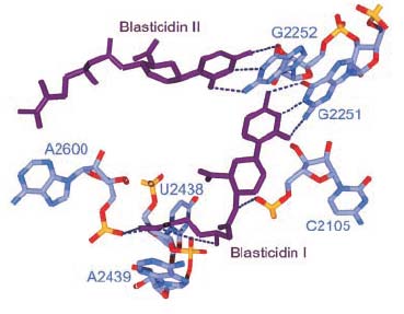 Σχήμα 3.5: (Α) Δομή και (Β) θέση πρόσδεσης βλαστισιδίνης. Η βλαστισιδίνη προσδένεται σε δυο θέσεις διαφορετικής συγγένειας.