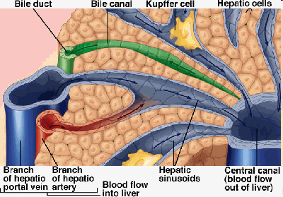 stvaranje žuči struktura jetre hepatociti čine kanalikule žučni kanalići žučni kanali ductus hepaticus jetreni