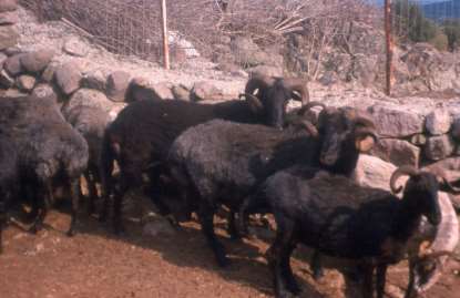 Πρόβατο Μυτιλήνης (Λέσβου) 2/2 Παραγωγικές ιδιότητες Ο δείκτης πολυδυμίας κυμαίνεται γύρω στο