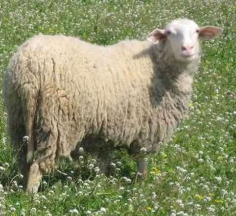 Πρόβατο Άρτας (Φριζάρτα) 2/3 Περιγραφικά στοιχεία Μεγαλόσωμο πρόβατο με Υ.Α.: κριοί 80 cm, προβατίνες 70 cm Σωματικό Βάρος: κριοί 85 kg, προβατίνες 72 kg.