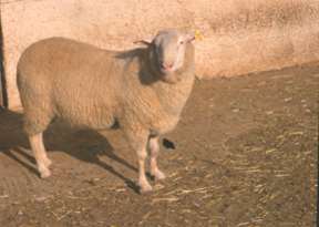 Φυλή Aνατολικής Φρισλανδίας Γερμανικό πρόβατο (Friesian) 6/7 Περιγραφικά στοιχεία Μεγάλης σωματικής ανάπτυξης Υ.Α.: κριοί 85cm, προβατίνες 80cm Σ.Β.: κριοί 100-120Kg, προβατίνες 70-90Kg Ομοιόμαλλο.