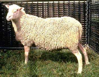 Φυλή Φινλανδίας (Finn sheep) 1/3 Προέλευση Κατάγεται από τη Φινλανδία Ανήκει, όπως και το πρόβατο Romanov, με το οποίο συγγενεύει, στην ομάδα των βραχύουρων προβάτων του Βορρά Περιγραφικά στοιχεία Σε