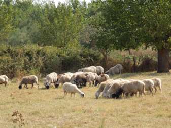Προβατοτροφία Το πρόβατο ανήκει στο είδος: Ovis ammon forma aries. Τα εκτρεφόμενα πρόβατα παγκοσμίως εκτιμώνται περίπου σε 1.070 εκατομμύρια άτομα. Παγκόσμια παραγωγή χιλιάδες τόνοι μαλλιού 2.