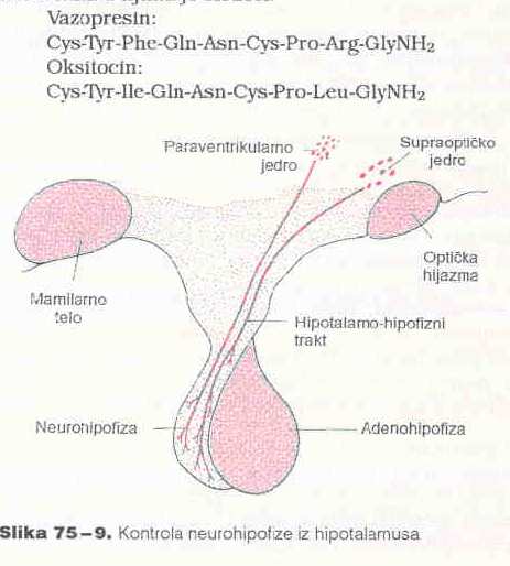 NEUROHIPOFIZA Od glijalnih ćelija (pituiciti) i nervni završeci neurona hipotalamusa Hipotalamus supraoptičko jedro (dominantno luči ADH) i paraventrikularno jedro (dominantno oksitocin) ADH i
