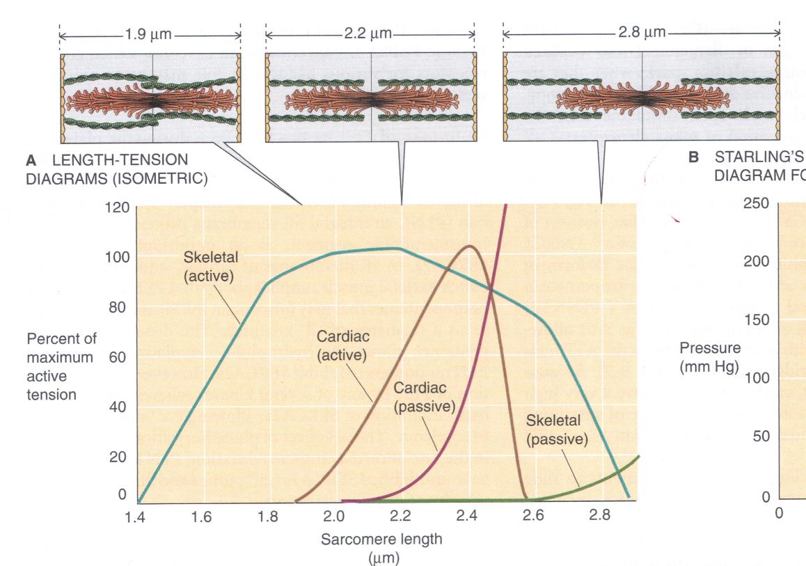 Procent din valoarea maximă a tensiunii active Lungime sarcomer (m) A. Diagrama Lungime-Tensiune (izometrică) Fig. 4.