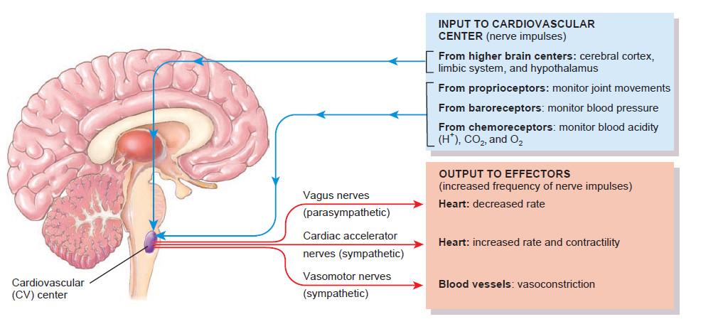 ROL IMP!!! CENTRUL CARDIOVASCULAR Tortora G, Derrikson B.