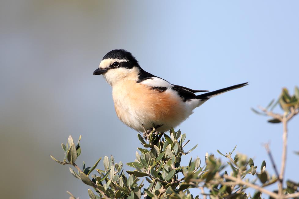 φωλιάζουν 750 έως 1,000 ζευγάρια Sylvia melanothorax στη ΖΕΠ. Ο Τρυπομάζης είναι χωροκρατικό είδος που φτιάχνει τη φωλιά του σε θάμνους και τρέφεται με έντομα και άλλα ασπόνδυλα. Εικόνα 4.