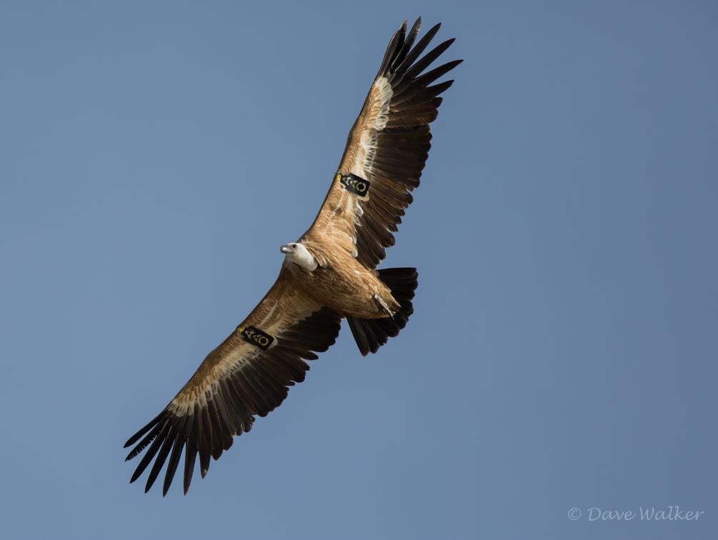 Ο Γύπας Gyps fulvus είναι το πιο μεγάλο (άνοιγμα φτερών 230-265 εκ.) αλλά και το πλέον απειλούμενο αρπακτικό πουλί της Κύπρου.