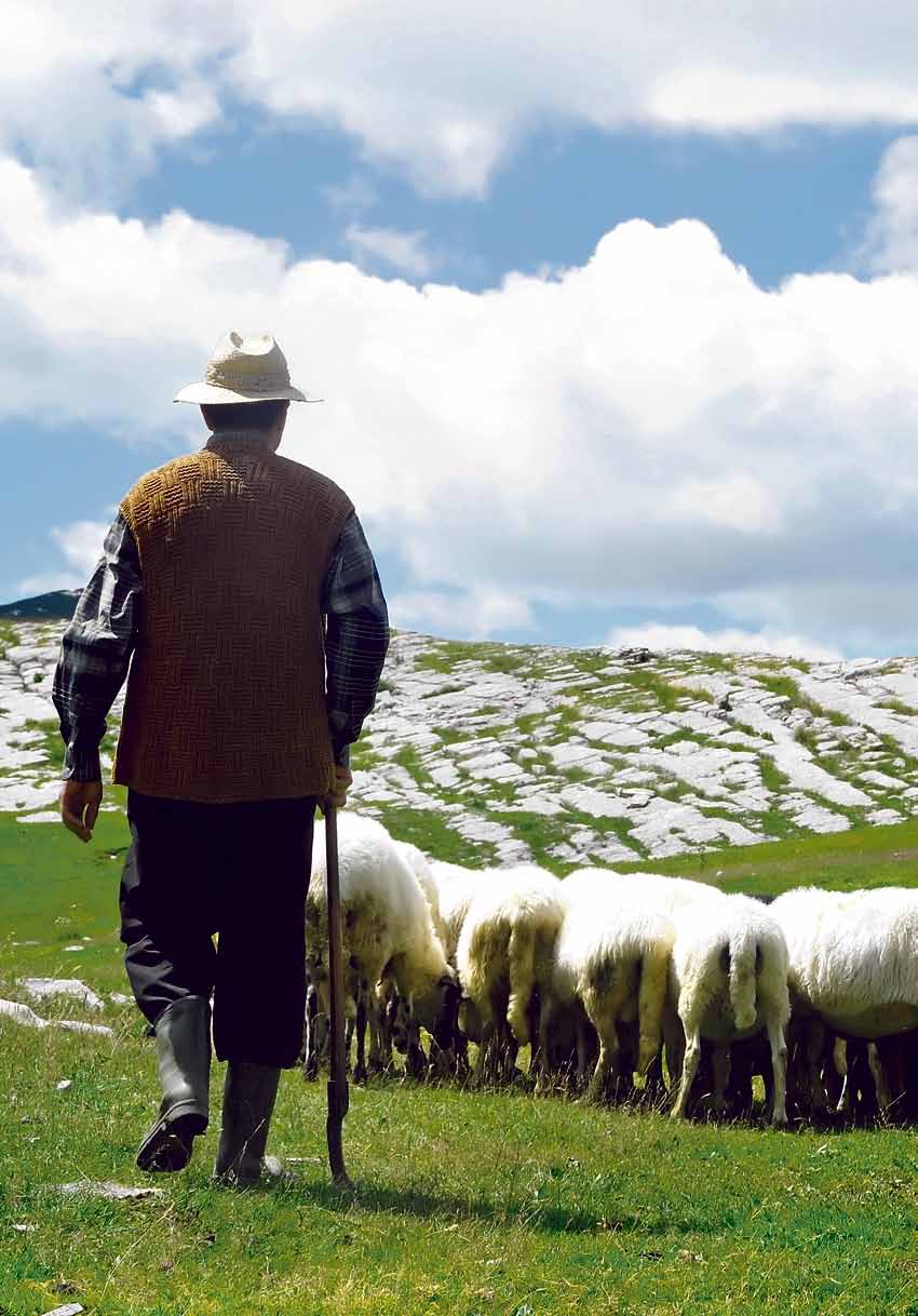 περιοδικη έκδοση για την αγροτική οικονομία απο την τραπεζα πειραιως 04 τευχοσ Νο καλοκαιρι 2015 Φάκελος αιγοπροβατοτροφία Ευκαιρία ανάπτυξης η αιγοπροβατοτροφία στην Ελλάδα Συμβολαιακή Κτηνοτροφία:
