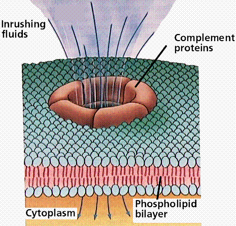 πυρηνόπλασμα C =