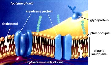 1. Κυτταρική μεμβράνη μοντέλο ρευστού μωσαϊκού κατά Singer και Nicolson Αποτελείται από διπλό στρώμα φωσφολιπιδίων με διάσπαρτα μόρια στεροειδών (χοληστερόλης) και