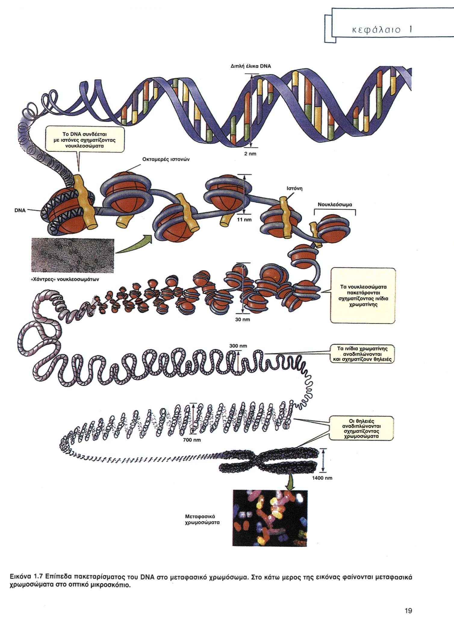 Εικόνα 1.7 Επίπεδα πακεταρίσματος του DNA στο μεταφασικό χρωμόσωμα.