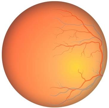 Οίδεκα Ωρξάο 1-3 Uveitis RVO Oίδεκα Ωρξάο Wet AMD DR / DME 1.Johnson MW.