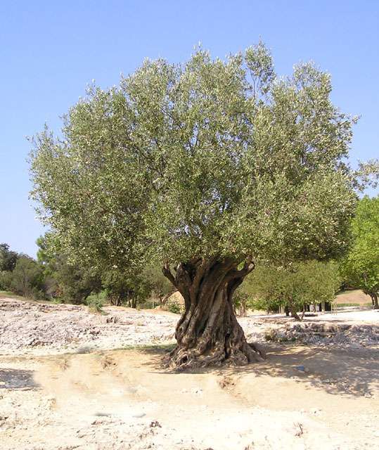 ΜΕΘΟΔΟΛΟΓΙΑ ΥΛΟΠΟΙΗΣΗΣ Για την υλοποίηση του προγράμματος ακολουθήθηκε η μέθοδος project που περιλαμβάνει: Σχέδιο