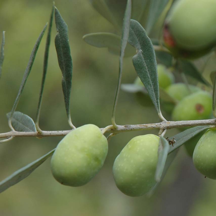 ινητιήσει των αγτών τν Ιανυάι γαμματίζει η ΠΑΣΥ Τι μηχανέ των τακτέ τυ ζεσταίνυν ι αγότε, αφ σμφωνα με ανακίνωση τη ΠΑΣΥ, Ιανυάι αναμένεται να είναι μήνα κινητιήσεων.