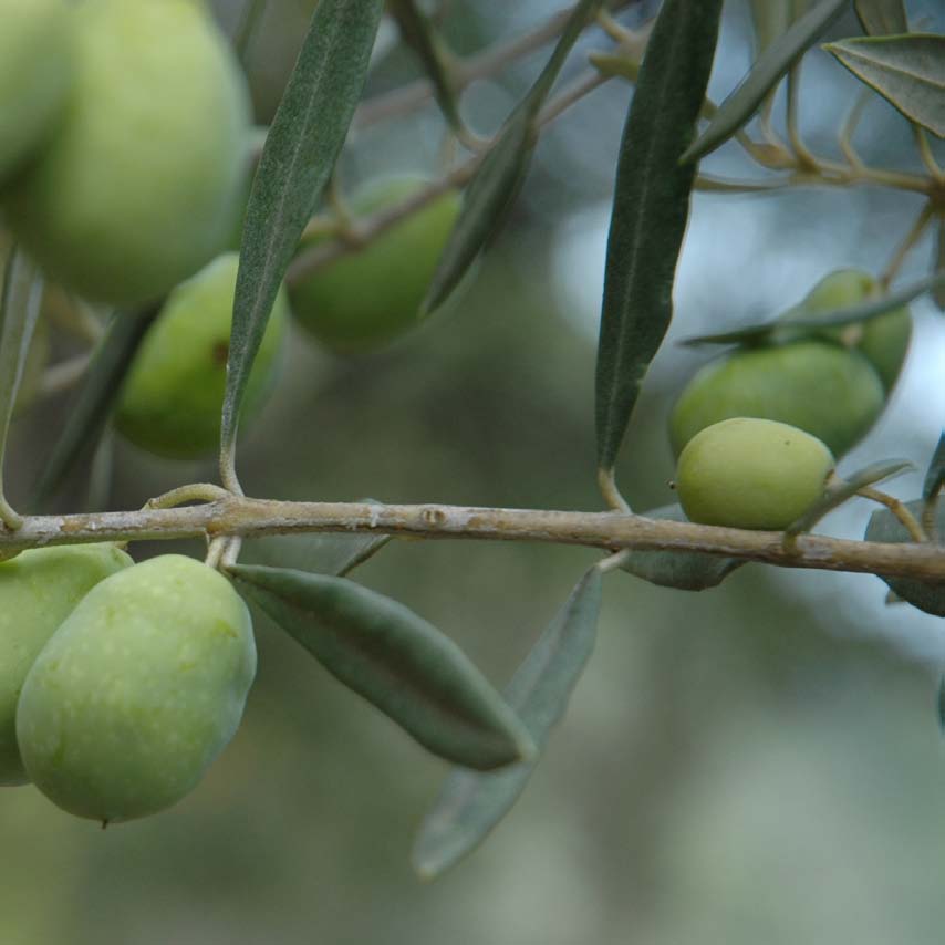 Συνεχίζεται η τωτική εία των τιμών ελαιλάδυ σε Ελλάδα, Ιταλία και Ισανία Συνεχίζεται τ κατακλισμα των τιμών ααγωγ για τ ελαιόλαδ στη χώα μα όω και σε Ιταλία και Ισανία.