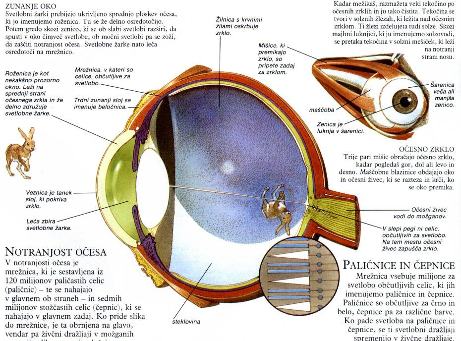Senzor, s katerim človek zaznava svetlobo, je oko skupaj z živčnim sistemom.