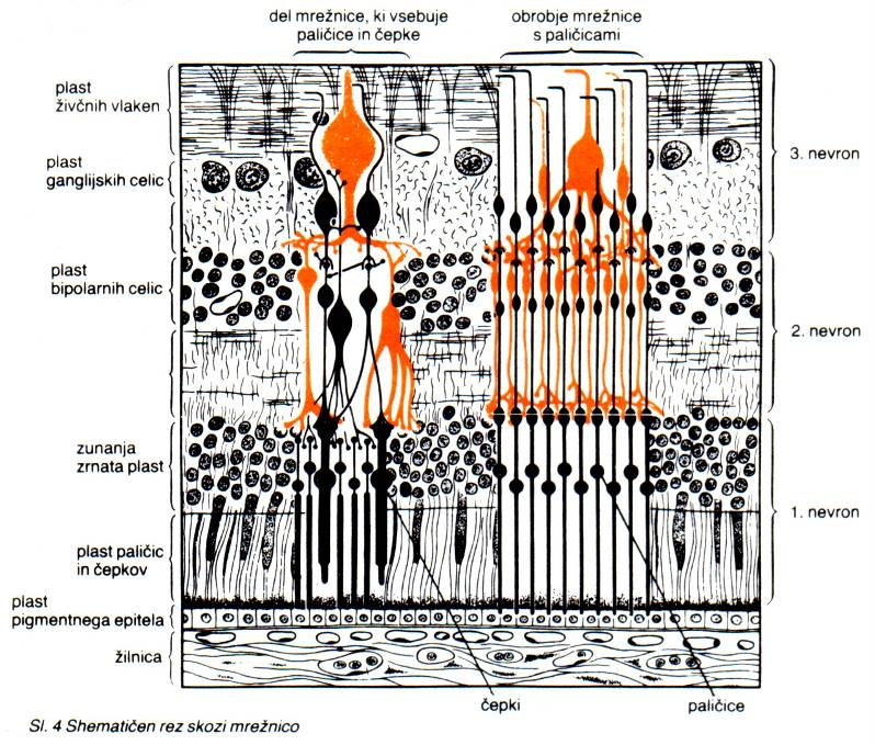 Slika 3.4: Čepki in paličice človeškega očesa Fotosenzorje v človeškem očesu delimo na paličice in čepke. Prve poskrbijo za količino svetlobe, čepki pa so zadolženi za barve.