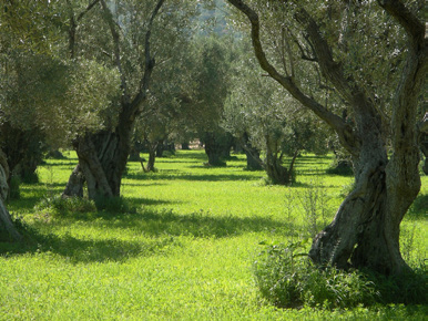 ΙΦΙΓΕΝΕΙΑ ΓΕΩΡΓΙΑΔΟΥ ΚΑΛΕΙΔΟΣΚΟΠΙΟ Σειρά εκμάθησης της ελληνικής ως ξένης / δεύτερης γλώσσας Επίπεδο B1 Τόμος α ΣΥΝΟΔΕΥΤΙΚΟ ΒΙΒΛΙΟ