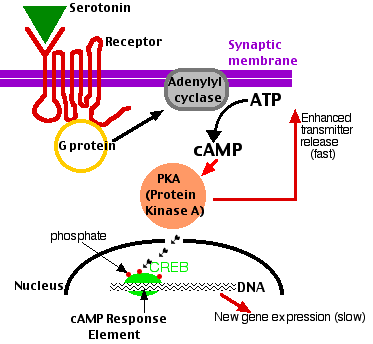 Σχήμα 3: Ενδοκυττάρια σηματοδότηση της σεροτονίνης (από biologypages.info) 1.2.