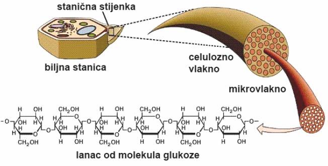 CELULOZA je najrašireniji organski spoj u prirodi i glavni sastojak biljaka (daje čvrstoću).