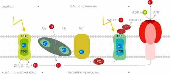 Εισαγωγή δηλαδή καταστάσεις διέγερσης (Αϊβαλάκις κ. α., 2003).