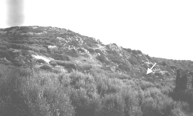 Σχήµα 2. Θέση Κεφάλα. Σχήµα 3. Θέση Τύµπανα. Το υλικό είναι πολύ σκληρό και δεν επέτρεψε τον πλήρη καθαρισµό τους, όµως τα δείγµατα ε- πέτρεψαν τον προσδιορισµό τους µέχρι το επίπεδο του είδους.