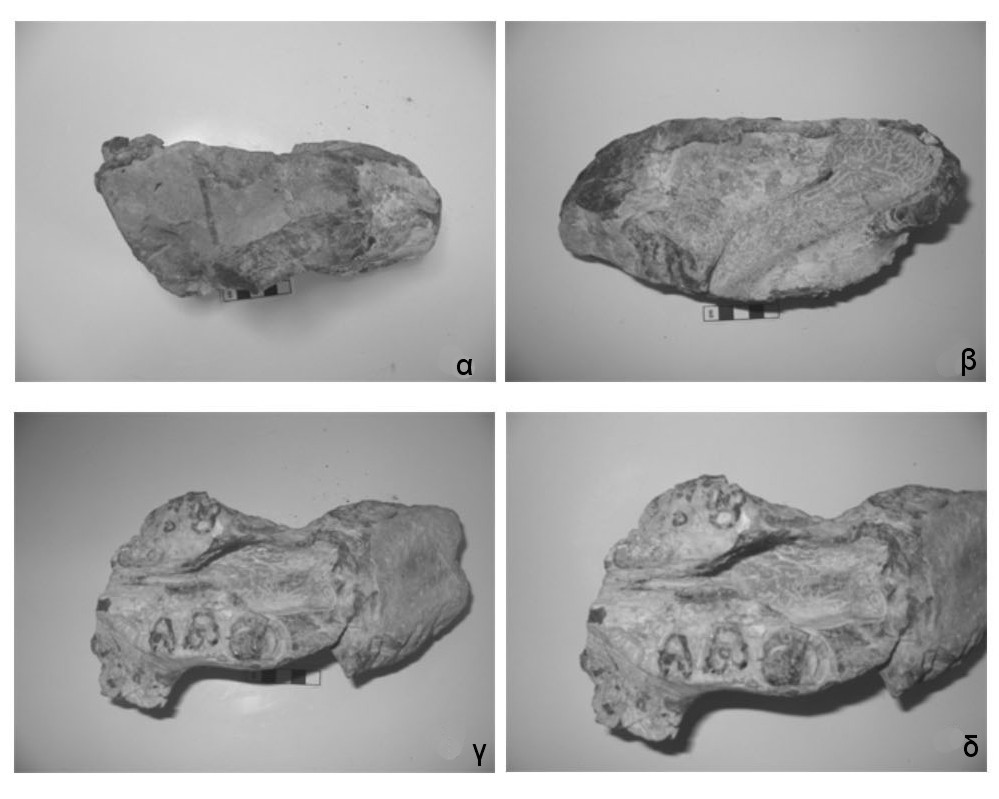 Σχήµα 5. Κρανίο Metaxytherium cuvieri Christol από τη θέση Τύµπανα.