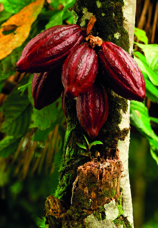 Το Γευστικό Ταξίδι της Σοκολάτας ΔΩΡΕΑΝ Η μαγική ιστορία της σοκολάτας ξεκινά στα πυκνά δάση του Αμαζονίου, στην Κεντρική και Νότια Αμερική, πριν οι πολύτιμοι κόκκοι κακάο ταξιδέψουν στην Ευρώπη και