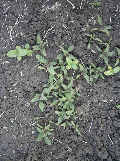 Πολυκόμπι Plygnum aviculare Plygnaceae Τάτουλας Datura stramnium Slanaceae Αγρωστώδη Αιματόχορτο Digitaria sanguinalis Paceae Μουχρίτσα Echinchla crus-galli Paceae Σετάρια Setaria spp.