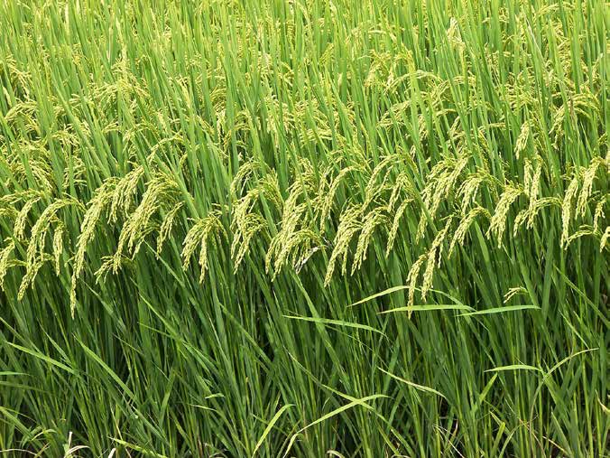 Εικόνα 2.1. Καλλιέργεια ρυζιού 2.3 Βοτανική περιγραφή Το ρύζι είναι µονοκότυλο, ποώδες, ετήσιο φυτό, κυρίως αυτογονιµοποιούµενο µε µικρό ποσοστό σταυρογονιµοποίησης από 1 έως 4%.