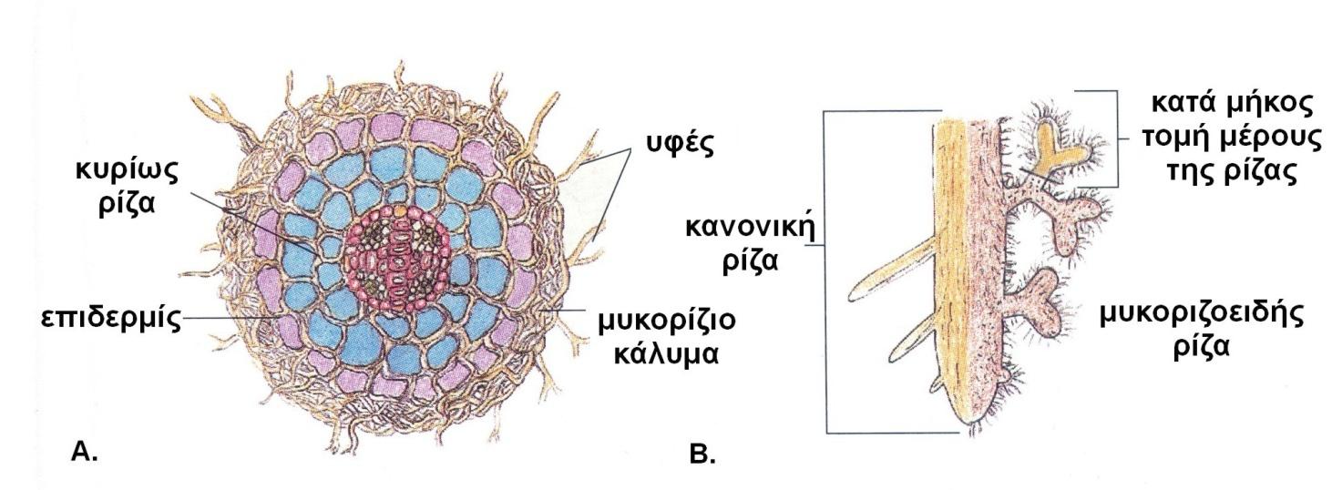 ΡΙΖΑ 6 Μυκορίζιο (Μύκητες + Ρίζες) Ανθοφόρα φυτά