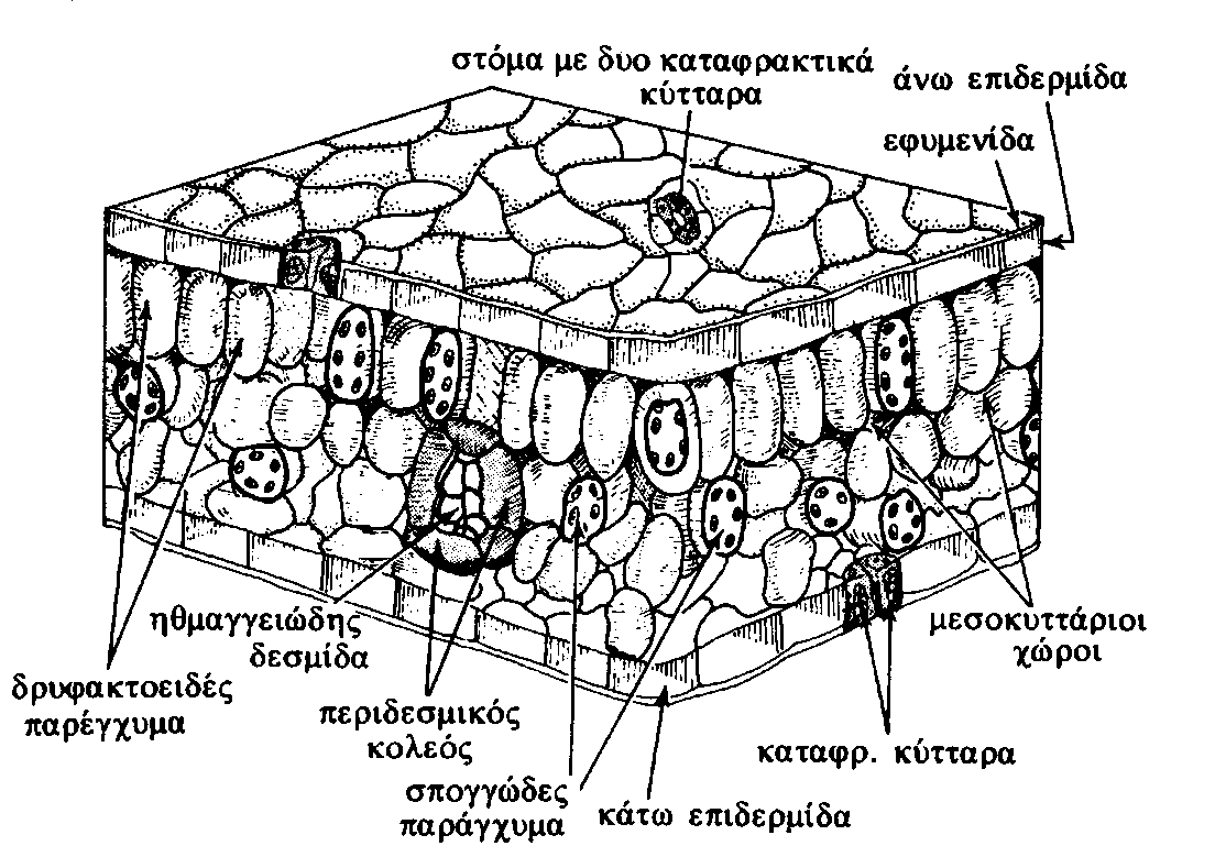 Τσέκος, Ι. και Κουκόλη, Ε.