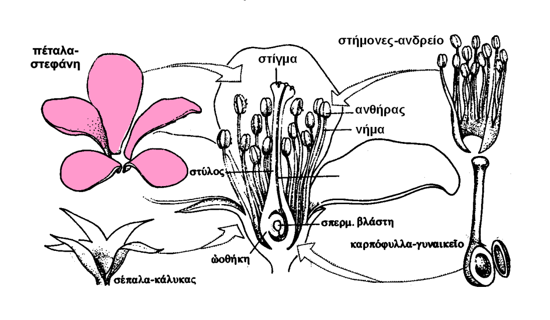 ΑΝΘΗ 3 Διαγραμματική δομή άνθους τεφάνη + Κάλυκας = Περιάνθιο τήμονες (Ανδρείο) = Νήμα (σποριόφυλλο) + Ανθήρας (μικροσποριάγγειο) Καρπόφυλλα