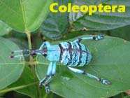 2.3 ΟΙ ΤΕΣΣΕΡΙΣ ΑΦΘΟΝΟΤΕΡΕΣ ΖΩΙΚΕΣ ΟΜΑΔΕΣ α) COLEOPTERA (ΚΟΛΕΟΠΤΕΡΑ) Η τάξη των κολεόπτερων, που είναι γνωστά και ως σκαθάρια, είναι μία από τις μεγαλύτερες και σημαντικότερες κατηγορίες εντόμων,