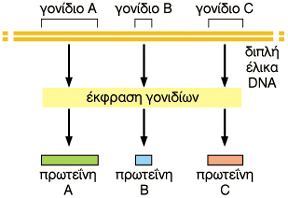 Γονιδίωµα = το σύνολο των πληροφοριών του DNA ενός οργανισµού Το DNA περιέχει όλες τις οδηγίες που κατευθύνουν τα ανθρώπινα κύτταρα να µεγαλώσουν, να διαφοροποιηθούν, να διαιρεθούν και να