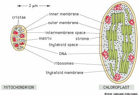 Μιτοχονδριακό DNA - mtdna Το mtdna έχει πλήρως αλληλουχηθεί Το mtdna σχηµατίζει ένα κυκλικό µόριο µεγέθους 16.