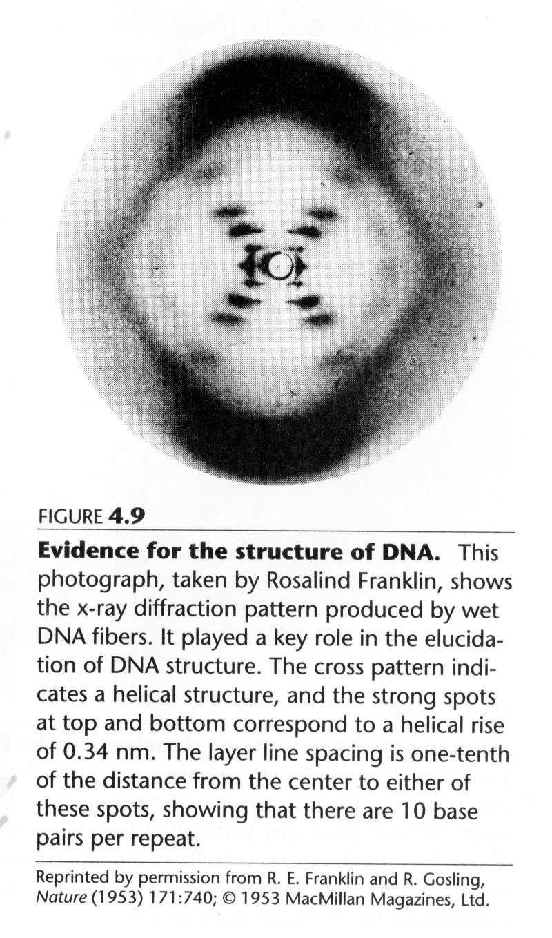 οµή του DNA 1. A Structure for Deoxyribose Nucleic Acid Watson J.D. and Crick F.H.C., 2. Molecular Structure of Deoxypentose Nucleic Acids Wilkins M.H.F., A.R. Stokes A.R. & Wilson, H.R. 3.