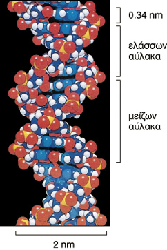 Χηµική Πολικότητα των κλώνων του DNA Αντιπαράλληλοι (antiparallel) κλώνοι Η αλληλουχία των νουκλεοτιδίων είναι συµπληρωµατική (complimentary) -OH Τα ζεύγη βάσεων (base pairs) συσκευάζονται στην