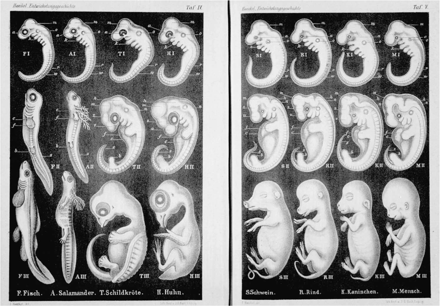 Πίνακας α;ό την Anthropogenie (1874): έ9βρυα ψαριού,