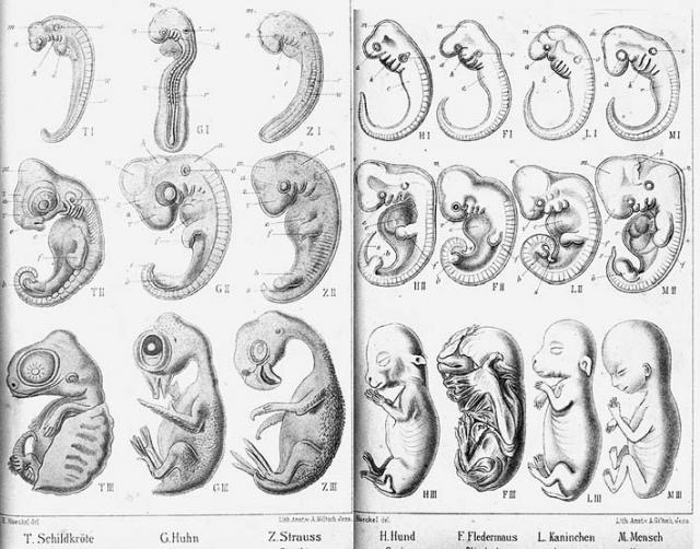 Α;ό την 4η έκδοση της Anthropog enie