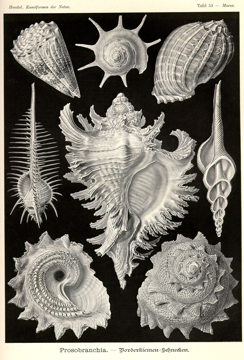 Haeckel,