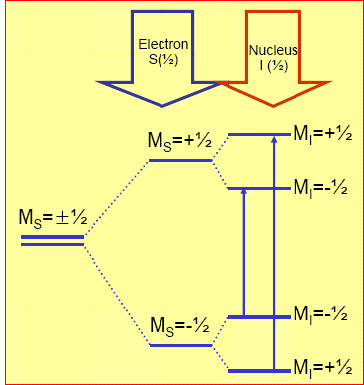 Kανόνες επιλογής ΔM S = ±1; ΔM I = 0 Hyperfine
