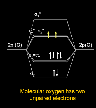 Εφαρμογές του EPR-Imaging Οξυμετρία: «spatial mapping» της συγκέντρωσης Ο 2 Το μοριακό οξυγόνο είναι παραμαγνητικό Το Ο 2 δίνει ισχυρά EPR σήματα στην αέρια φάση Προβλήματα με την μέτρηση Ο 2