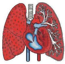 ΑΝΑΠΝΟΗ Ένας άνθρωπος αναπνέει κατά μέσο όρο: σε ένα λεπτό: 9 λίτρα αέρα σε μια μέρα: 13000 λίτρα αέρα Η πνευμονική ανταλλαγή