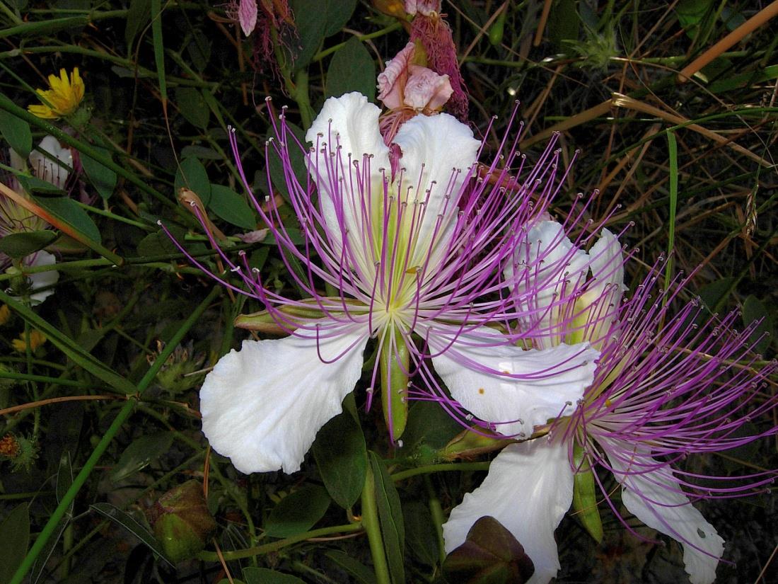 Πώς αξιολογούμε την ομορφιά; Iris unguicularis